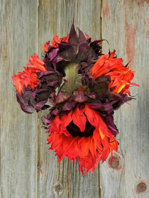 RED TINTED SUNFLOWERS